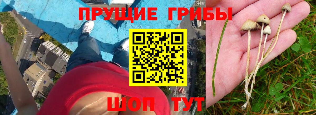 Сызрань  Псилоцибиновые грибы прущие грибы  Вход с VPN 